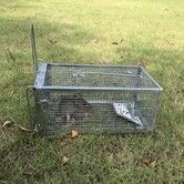 Rat Trap Humane Live Catch Cage for Mice Chipmunks Voles Hamsters Indoor Outdoor
