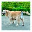 100PCS Waste Bags For Hands Free Dogs Clip