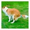 100PCS Waste Bags For Hands Free Dogs Clip