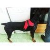 Dog Harness Collar Lead Pets Vest Dog Leads Dog Accessories Color Red