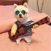 Pet Funny costume playing guitar