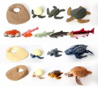 5 sets Realistic Life Growth Cycle of Salmon,chicken,ant, fog,turtle Educational Toys