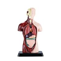 Human Torso Body Model Anatomy Anatomical Internal Organs For Teaching Early Education Human Toy