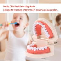 Dentures Dental Teeth Teaching Model Adult Gums Standard Demonstration Tool for Kindergarten Brushing Teaching