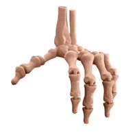 Beige 3D Printed Skeleton Hand Realistic Movable Halloween Finger Bones for Party Decorations  Gift