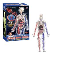 Mannequin Toy DIY Human Organ Puzzle Educational Science Kit for Primary & Secondary Students