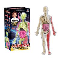 Luminous 4D Human Body Model DIY Assembly Puzzle Early Education Science Toy for Primary & Secondary Students