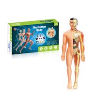 Full Body Anatomy Model DIY Human Organ Skeleton Kit Educational Toy for Primary & Secondary Students Early Science Education