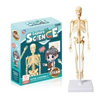 Full Body Skeleton Model DIY Human Organ Assembly Kit Educational Toy for Primary & Secondary Students Early Science Education