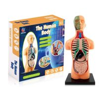 Half Body Anatomy Model DIY Human Organ Skeleton Kit Educational Toy for Primary & Secondary Students Early Science Education