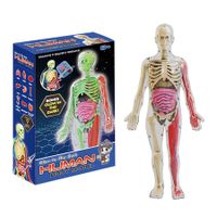 Glow in the Dark 4D Anatomy Model DIY Human Organ Puzzle Educational Toy for Primary & Secondary Students Early Science Education