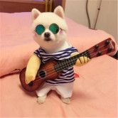 Pet Funny costume playing guitar