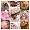 Pumpkin Nest Kennel Adjustable PP Cotton Pet Cat Dog Bed 70x70cm