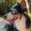 Dog Sunglasses Dog Goggles, UV Protection Wind Protection Dust Protection Fog Protection Pet Glasses Eye Wear Protection with Adjustable Strap for Medium or Large Dog