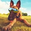 Dog Sunglasses Dog Goggles, UV Protection Wind Protection Dust Protection Fog Protection Pet Glasses Eye Wear Protection with Adjustable Strap for Medium or Large Dog