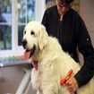 Grooming Tool for Large Longhaired Dogs Deshedding Brush Eliminates 90% of Dead Hair for Easy Pet Grooming