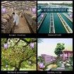 Outdoor Solar Power Mosquito Lamp 80sqft Effect, For Home, Restaurant, Hotel