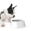 1L/35 oz Dog Spill Proof Pet Water Bowl, Anti-Choking Water Bowl, Slow Pet Water Dispenser Vehicle Carried Water Bowls for Dogs, Cats And Pets