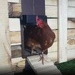Light-sensitive automatic chicken house door (No Timer Function)