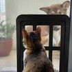 Magnetic Automatic Lock Lockable Pet Screen Door Dog Gate Way Pet Door for Screens 34cm x 44cm