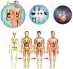 Toys Interactive Human Body Model, Learning Kit for Kids Education Display