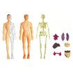 Toys Interactive Human Body Model, Learning Kit for Kids Education Display