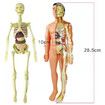 Toys Interactive Human Body Model, Learning Kit for Kids Education Display