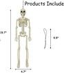 Halloween Decorations Realistic 16-Inch Faux Human Skeleton Skull Props for Haunted House Display