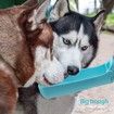Portable Dog Water Bottle for Walking 19 OZ for Puppy Small Medium Large Dogs Dispenser Bowl Dog Accessories (19oz Blue)