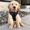 Dog Harness,No-Pull Pet Harness with 2 Leash Clips,Adjustable Soft Padded Dog Vest,Reflective Outdoor Pet Oxford Vest with Easy Control Handle,Small Size,Black