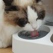 Cat Dry Food Water Dispenser,Food Feeder Durable for Small Medium cats and dogs