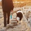 Dog Water Bottle Pet Water Dispenser Feeder Container Portable Drinking Cup Bowl Outdoor Hiking Travel 20 OZ