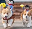 Cowboy Rider Dog Costume for Dogs Clothes Knight Style with Doll and Hat for Halloween Day Pet Costume (Size L)
