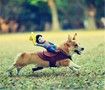 Cowboy Rider Dog Costume for Dogs Clothes Knight Style with Doll and Hat for Halloween Day Pet Costume (Size L)