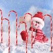 Christmas Cane Lights Strung With Outdoor Christmas Tree Lights