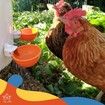 Automatic Chicken Water Cup Set of 5 | Chicken Water Feeder Suitable for Chickens, Duck, Goose, Turkey and Bunny | Poultry Water Feeder Kit