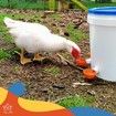 Automatic Chicken Water Cup Set of 5 | Chicken Water Feeder Suitable for Chickens, Duck, Goose, Turkey and Bunny | Poultry Water Feeder Kit