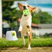 Dog Ball Launcher Automatic Thrower Fetch Throwing Machine Adjustable Distance 3 Coloured Silicone Balls Waterproof Dirt Resistant Petscene