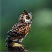 Garden Resin Owl Statue Outdoor Ornament Decor Yard Decor Owl Garden Accessories Outdoor Patio Lawn (17X10X7.5CM)