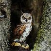 Garden Resin Owl Statue Outdoor Ornament Decor Yard Decor Owl Garden Accessories Outdoor Patio Lawn (17X10X7.5CM)