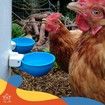 Auto Waterer Cups 5PCS Chicken Feeder Drinker Automatic Chook Hen Poultry Coop Drinking Dispenser Kit Farm Livestock Hydration