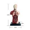 Human Torso Body Model Anatomy Anatomical Internal Organs For Teaching Early Education Human Toy