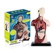 Human Torso Body Model Anatomy Anatomical Internal Organs For Teaching Early Education Human Toy