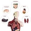 Human Torso Body Model Anatomy Anatomical Internal Organs For Teaching Early Education Human Toy