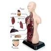 Human Torso Body Model Anatomy Anatomical Internal Organs For Teaching Early Education Human Toy