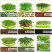 Seed Sprouter Tray BPA Free PP Soil-Free Big Capacity Healthy Wheatgrass Grower Sprouting Container Kit with Lid (2Pack,Green)