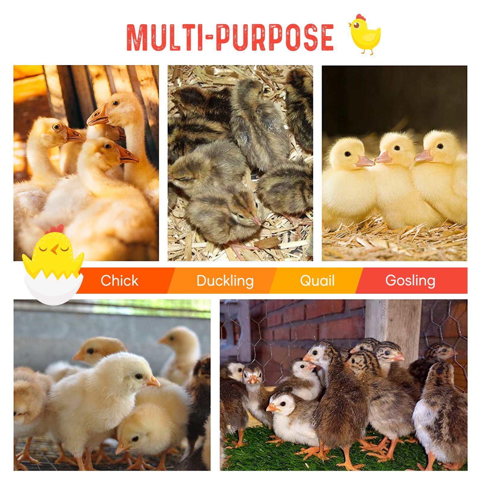 Chick Brooder Heating Plate Warmer Chicken Coop Brooding Heater Poultry Duckling Chook 45x60cm 40-50 Chicks Adjustable Height