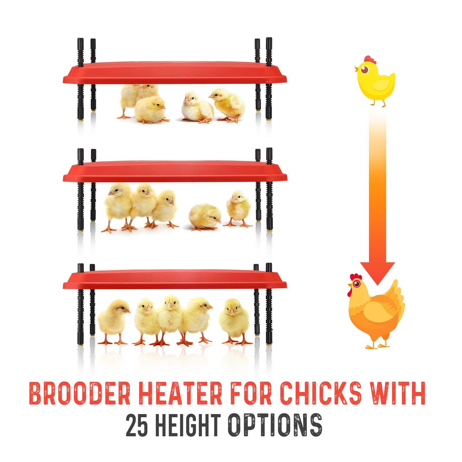 Chick Brooder Heating Plate Warmer Chicken Coop Brooding Heater Poultry Duckling Chook 45x60cm 40-50 Chicks Adjustable Height