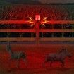 Solar Sensor Alarm Light Alarm Animal Repellent Anti-wild Boar Drive Professional Alarmanti-theft Flashing Waterproof Alarm Sire