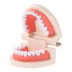 Dental Teeth Denture Model Adult Gums Demonstration Tool Teaching Aid for Kindergarten Brushing Education